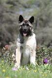AKITA AMERICAIN 143